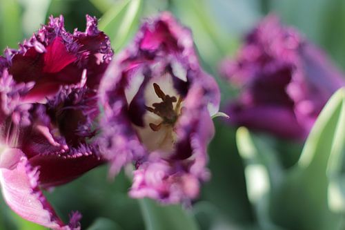 Lente tulpen