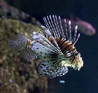 Lionfish