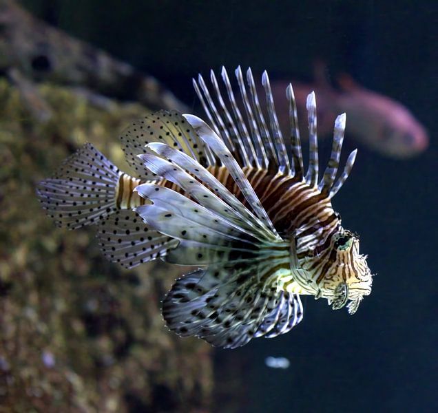 Lionfish by fb-fotografie