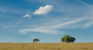 Auf der Suche nach grünem Gras von Sven Wildschut