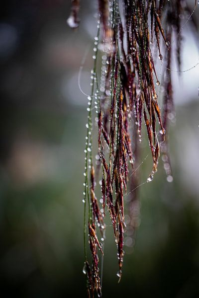 Natural Jewelry by Helga van de Kar