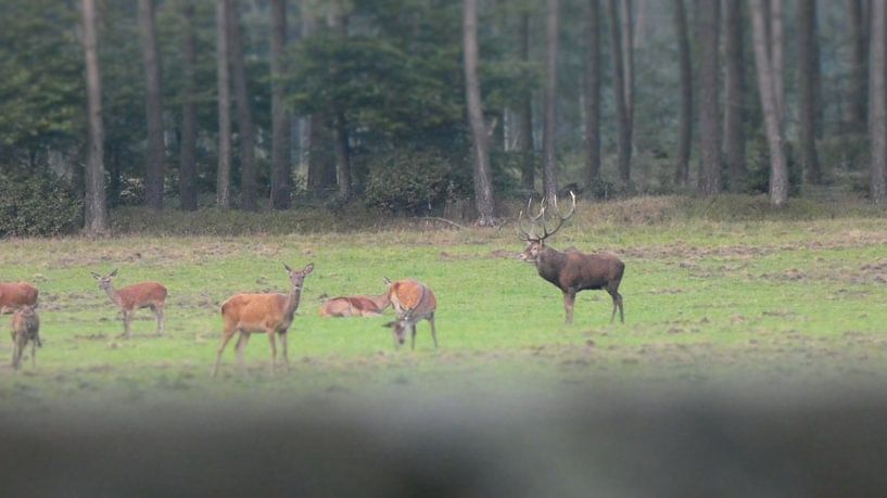 Herten bij Kootwijk Veluwe Gelderland by Veluws