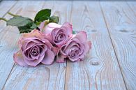Altrosa Rosen auf einem alten Holzgrund von Trinet Uzun Miniaturansicht