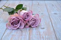 Old pink roses on a vintage wooden background