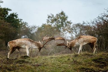 Fallow deer fight 