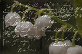 Field Post mei 1917 van Christine Nöhmeier