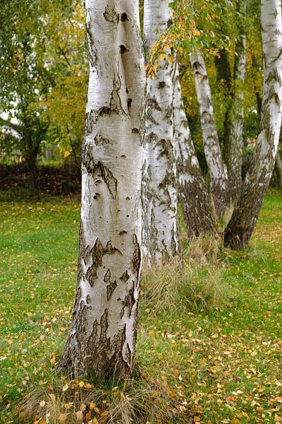 birches by Ostsee Bilder