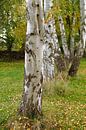birches by Ostsee Bilder thumbnail