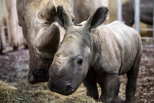 neushoornjong naast moeder neushoorn