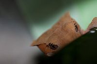 close up wimper gekko op een blad