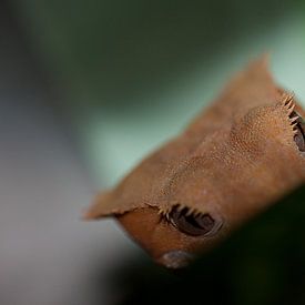 close up wimper gekko op een blad van dominic kanters