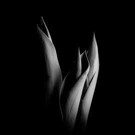 Pränatale Phase #001