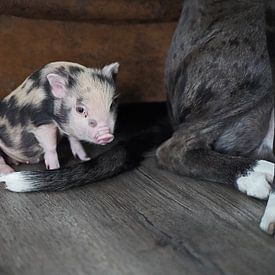 Great Dane Boxer mix Floki and the little mini piggy by Babetts Bildergalerie