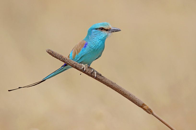 Sahelscharrelaar op een plant by LTDphoto