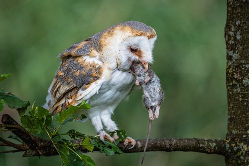 Barn owl with prey