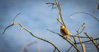 Robin on branch in the water supply dunes in Amsterdam