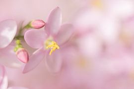 Duizend tinten roze von Antine van der Zijden