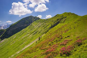 Alpine roses and Fellhorn by Walter G. Allgöwer