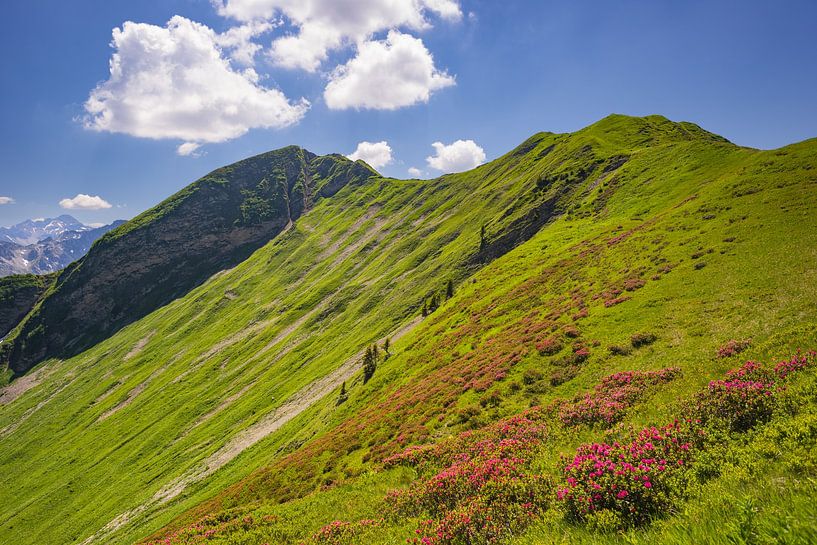 Alpine roses and Fellhorn by Walter G. Allgöwer