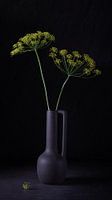 Stilleven, Dille (Anethum Graveolens)
