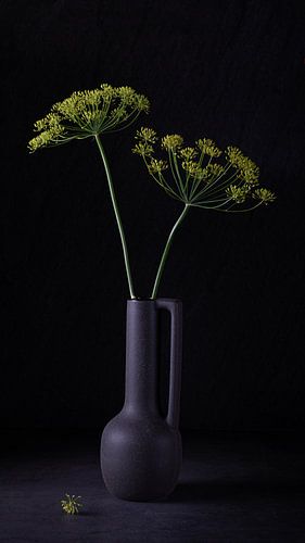 Nature morte, Aneth (Anethum Graveolens)