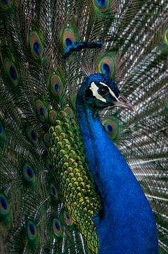 Portrait of a peacock by Elles Rijsdijk