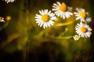 bloemen von Anne-Fleur Eggengoor Miniaturansicht