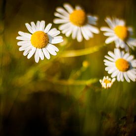 bloemen von Anne-Fleur Eggengoor