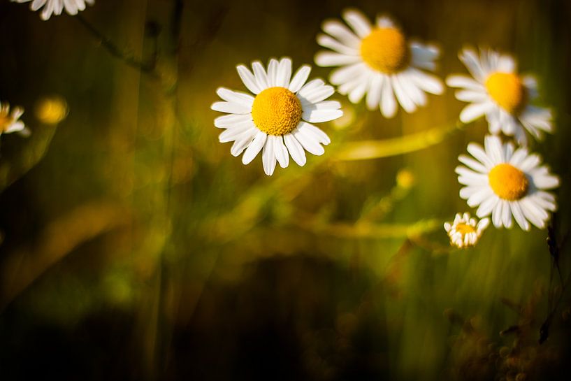 bloemen von Anne-Fleur Eggengoor