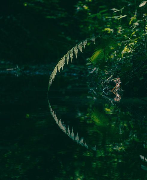 Just touching the water by Laurens Schipper