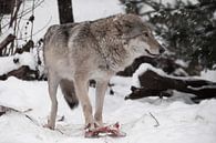 vrouwelijke wolf staat pootje voor pootje op een stuk vlees in de winter in de sneeuw een krachtig r van Michael Semenov thumbnail