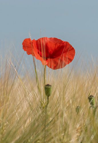 Klaproos van Flachsfotografie