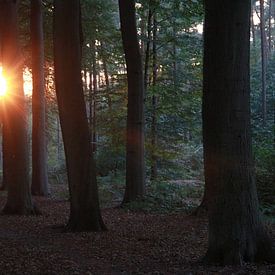 Zon komt kijken door de bomen sur Luca Claes