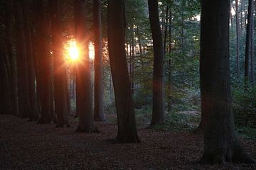 Zon komt kijken door de bomen van Luca Claes