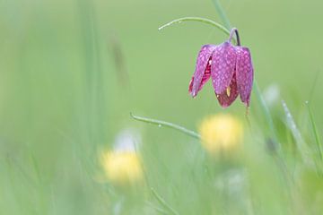 Schachbrettblume von Hillebrand Breuker