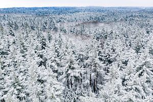 Von oben gesehener verschneiter Kiefernwald