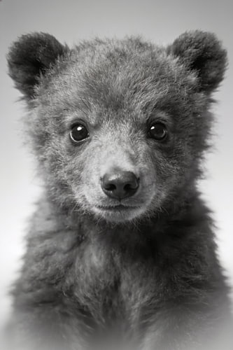 Portrait d'un ourson – Décoration murale en noir et blanc