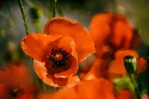 Coquelicots
