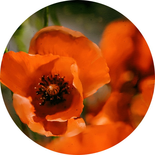 Klaprozen van Christine Nöhmeier