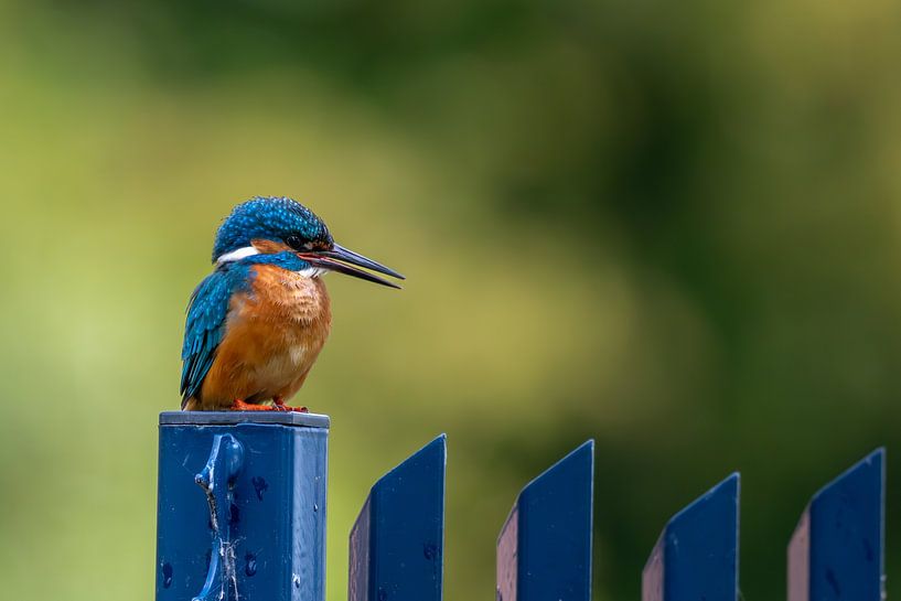 Kingfisher on a blue fence by Jeroen van Deel