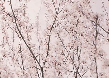 Spring blossoms, Kathrin Pienaar by 1x