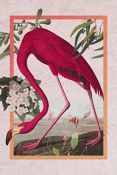 Flamingo in frame op gekreukt papier van Jadzia Klimkiewicz