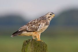 Buizerd op jacht von Ron van Elst