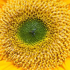 Hart van een zonnebloem van Margot van den Berg