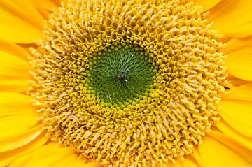 Hart van een zonnebloem van Margot van den Berg