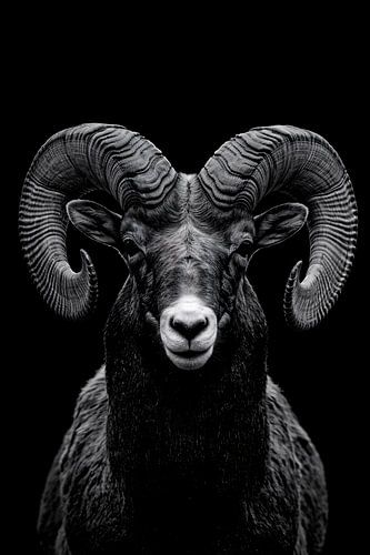 Indrukwekkend zwart-wit portret van een majestueuze ram