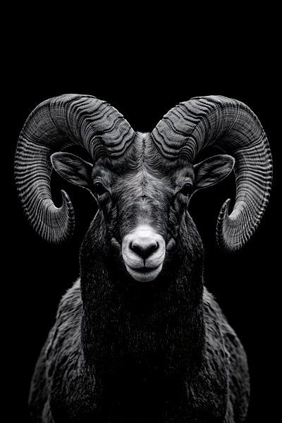 Impressionnant portrait en noir et blanc d'un bélier majestueux par Art & Soul Creations