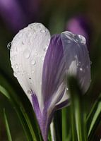 Tautropfen auf einem Krokus.2