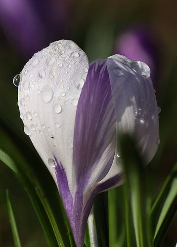 Dauwdruppels op een krokus.2