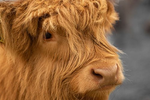 schotse hooglander kalf, close-up